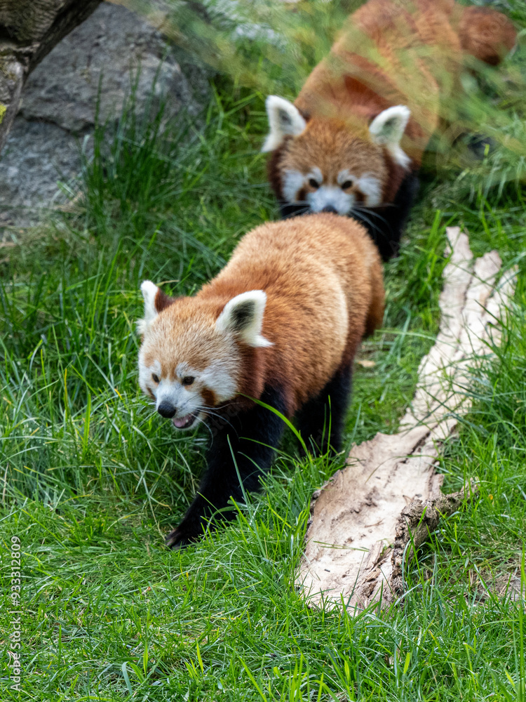 Obraz premium Rote Panda