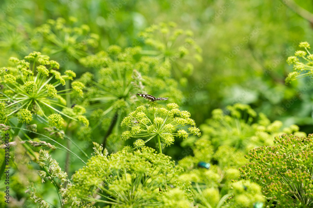 A butterfly flutters among lush green plants under clear skies in the Altai Mountains, showcasing the beauty of nature A butterfly flutters among lush green plants under clear skies in the Altai Mountains, showcasing the beauty of nature