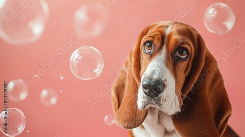 Soothing Relief for Pets, A content Basset Hound enjoying comfort from an anti-itch spray, gentle bubbles float in a soft coral backdrop, ample space for text. photo