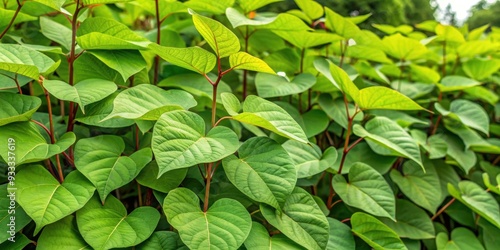 Invasive Japanese Knotweed plant with thick stems and green leaves , Knotweed, Japanese, invasive, Asia photo