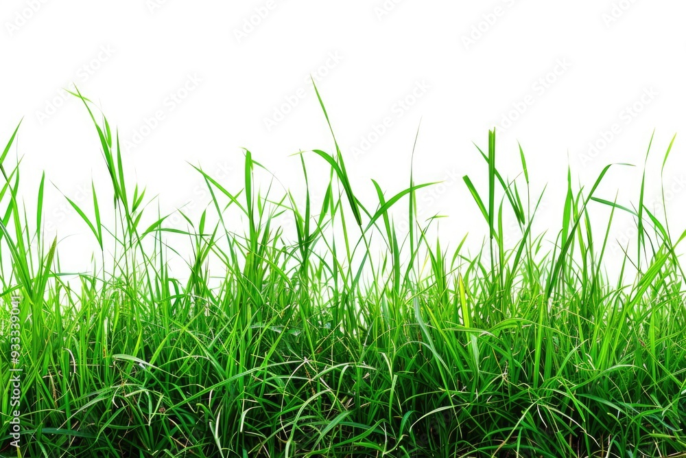 A close-up shot of a group of tall green grass blades against a clean white background, perfect for illustrations and designs A close-up shot of a group of tall green grass blades against a clean white background, perfect for illustrations and designs