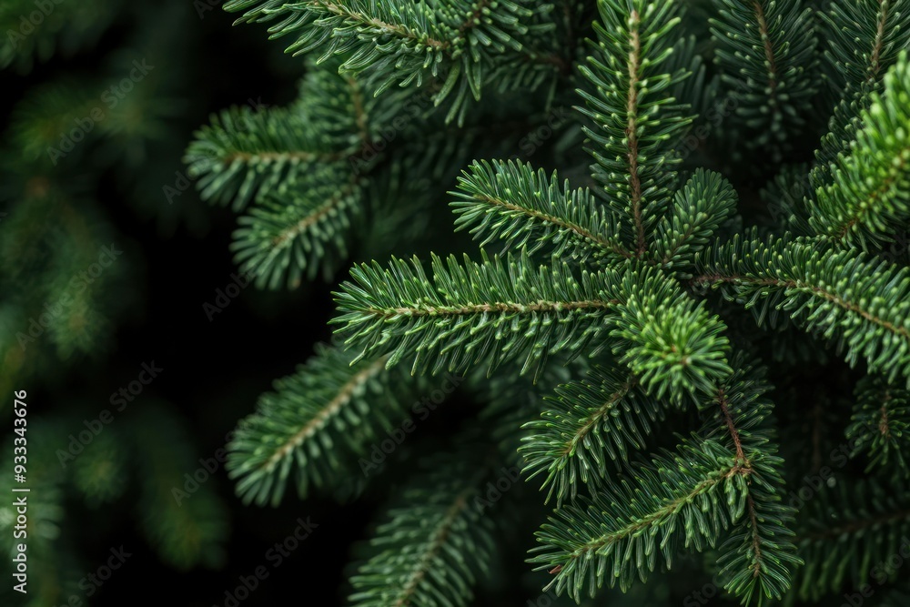 Close-up of Lush Green Fir Tree Branches Close-up of Lush Green Fir Tree Branches