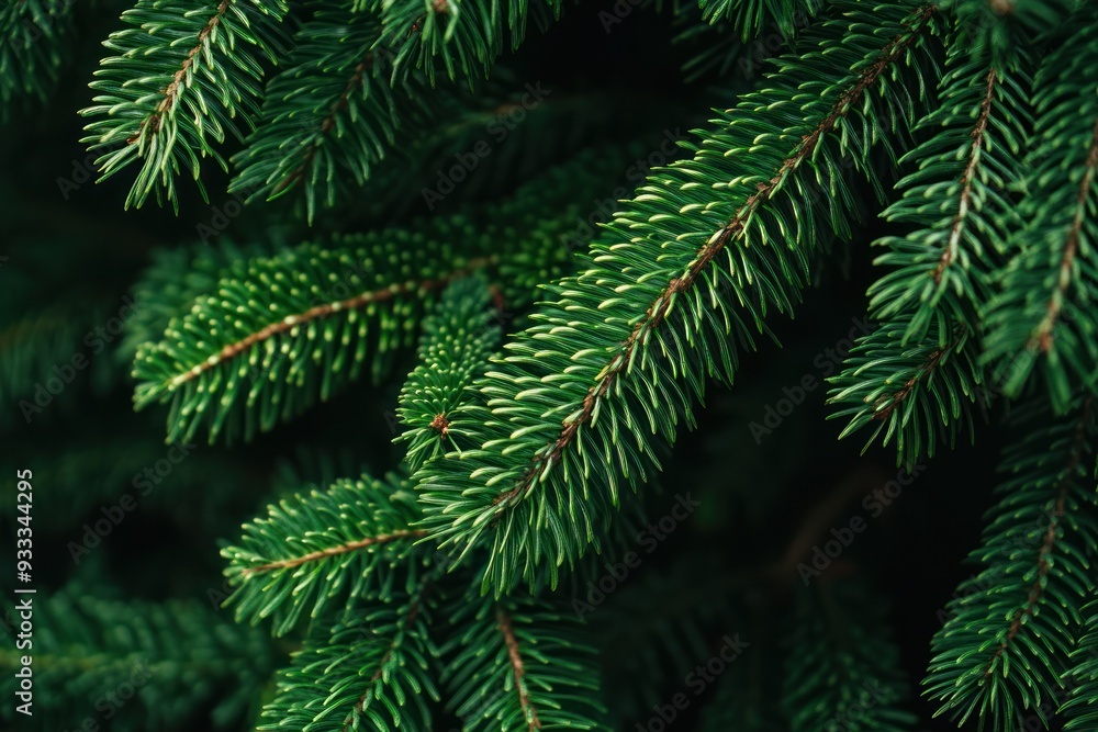 Close-up of Green Fir Tree Branches Close-up of Green Fir Tree Branches