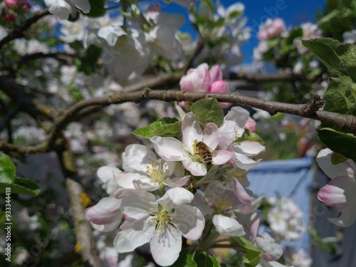 Serene Springtime: Delicate Apple Blossoms in Full Bloom 