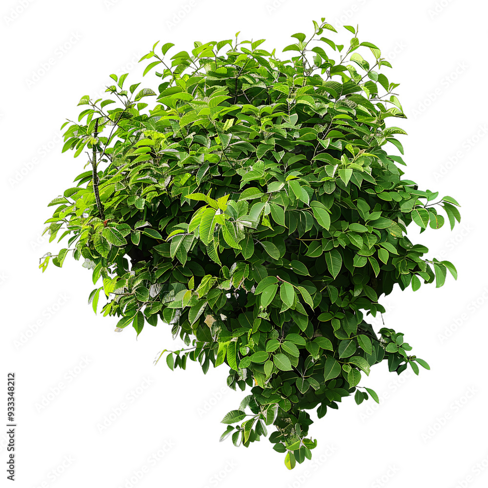 Obraz premium [Transparent Background PNG]Green Lush Tree Branch Isolated on White Background