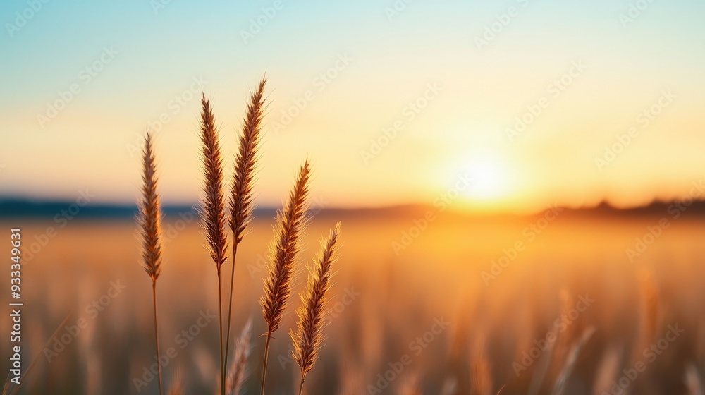 Beautiful golden wheat silhouette against a vibrant sunset, capturing the essence of nature and tranquility in the countryside. Beautiful golden wheat silhouette against a vibrant sunset, capturing the essence of nature and tranquility in the countryside.