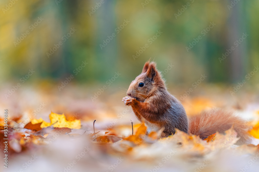Squirrel (Sciurus vulgaris) Eating in a Colorful Autumn Forest Squirrel (Sciurus vulgaris) Eating in a Colorful Autumn Forest