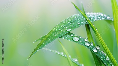 Close-up of dew drops on a vibrant green grass leaf, showcasing nature's beauty and freshness in a serene setting.