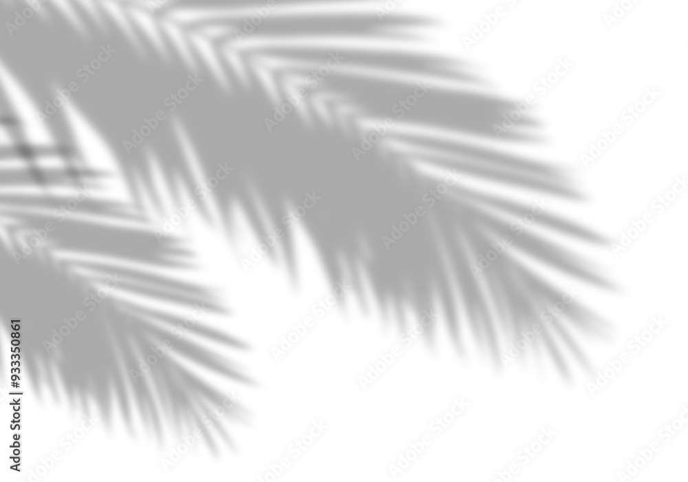 Realistic shadow from palm leaves isolated on white background. Blur leaf shadow effect overlay png background Realistic shadow from palm leaves isolated on white background. Blur leaf shadow effect overlay png background