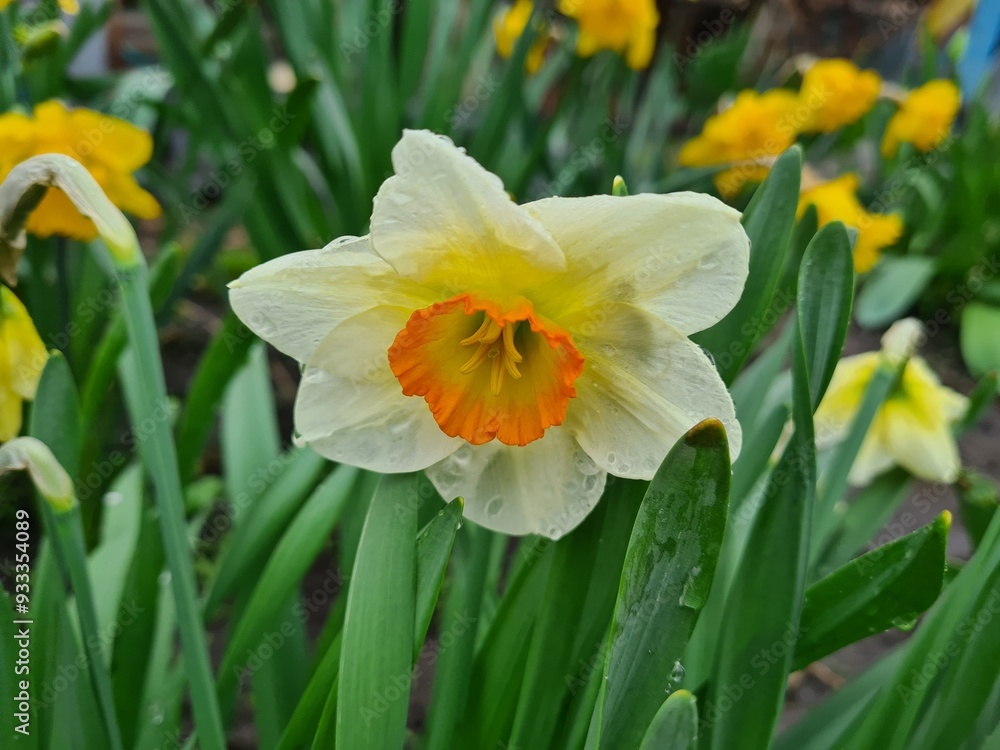 Vibrant Daffodils: A Springtime Garden Spectacle
Vibrant Daffodils: A Springtime Garden Spectacle
