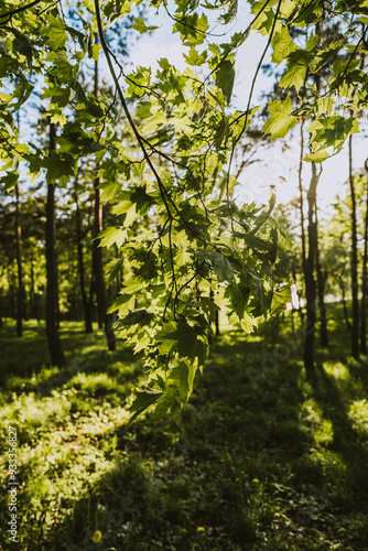 Green leaves on a tree. In the background you can see a green forest. Rays of sunlight shine through the leaves. Photo taken in spring on a sunny day.