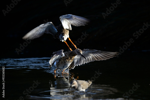 streitende Kampfläufer - Männchen // fighting Ruff - males (Calidris pugnax) photo