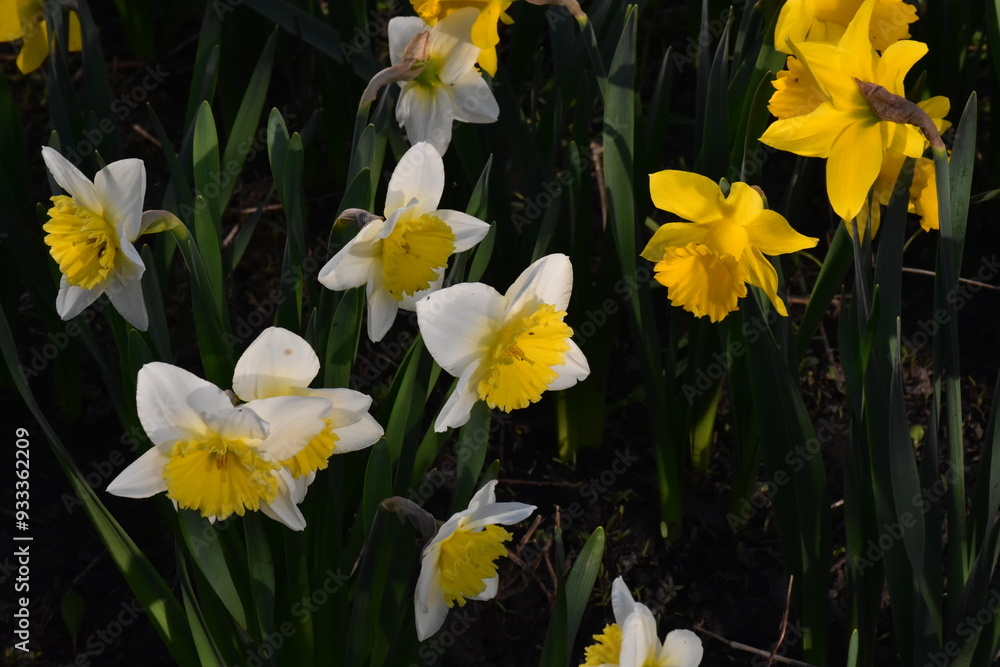 Vibrant Daffodils: A Springtime Garden Spectacle
Vibrant Daffodils: A Springtime Garden Spectacle