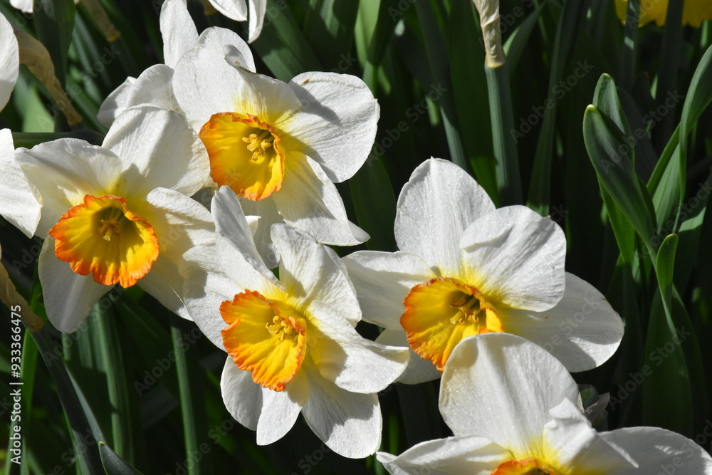 Vibrant Daffodils: A Springtime Garden Spectacle
Vibrant Daffodils: A Springtime Garden Spectacle
