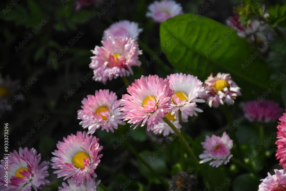 Charming Pink Daisies: A Vibrant Garden Display
Charming Pink Daisies: A Vibrant Garden Display