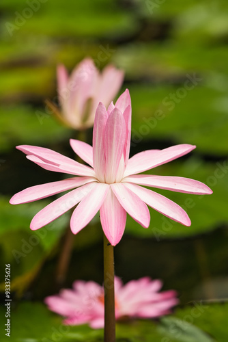 Wallpaper Mural Closeup of pink water Lilly flower in botanical garden, Mahe, Seychelles Torontodigital.ca