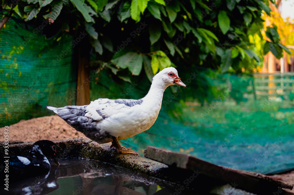 Duck in duck farm and sunligh in moning, agriculture duck farm concept Duck in duck farm and sunligh in moning, agriculture duck farm concept