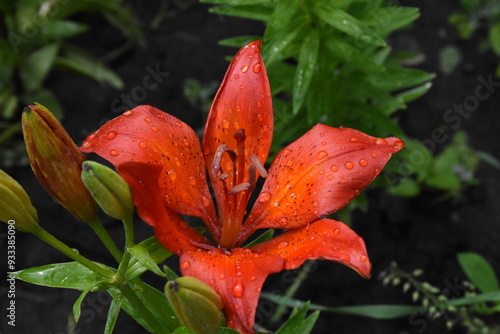 Elegant Red Lilies: A Vibrant Display in the Garden
 photo