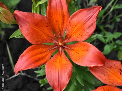 Elegant Red Lilies: A Vibrant Display in the Garden
