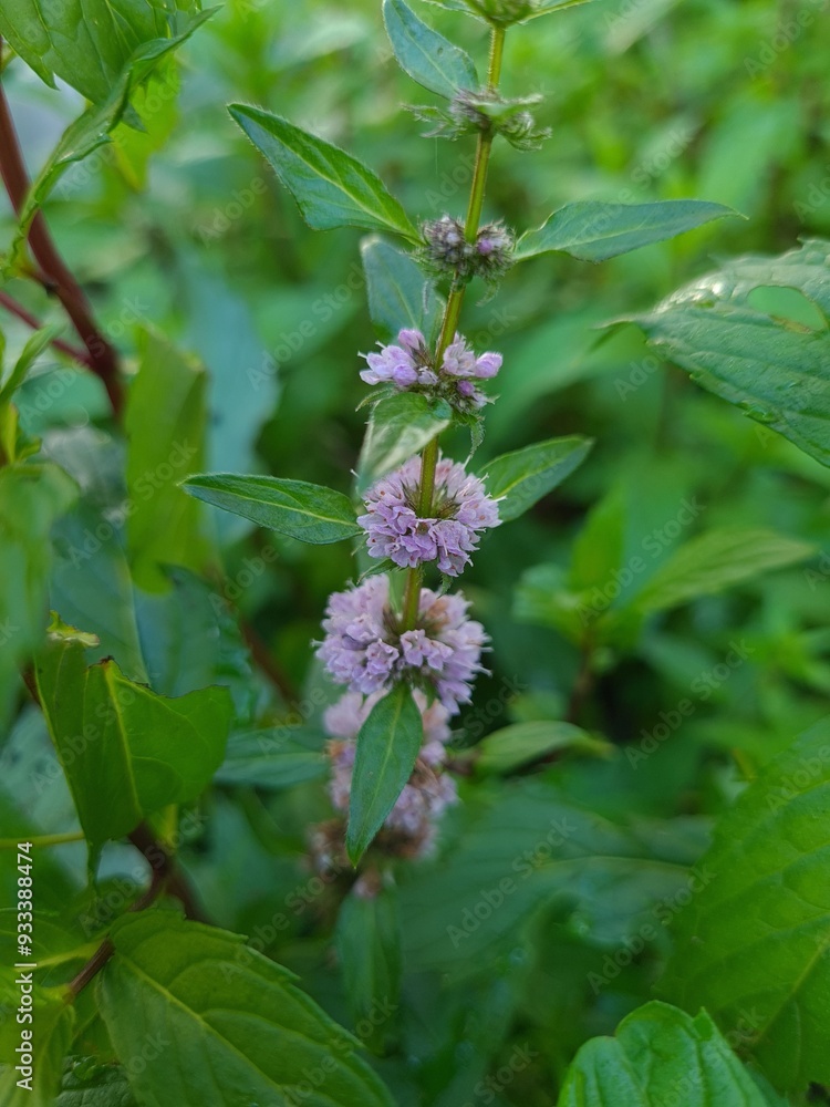 Fresh Mint Blossoms: A Fragrant Glimpse of Nature's Herbal Beauty
Fresh Mint Blossoms: A Fragrant Glimpse of Nature's Herbal Beauty