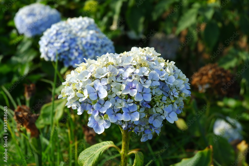 Hortensia (Hydrangea) is the name of a genus of 70-75 flowering plants originating from East Asia and South Asia (Japan, China, the Himalayas), North America and South America. Hortensia (Hydrangea) is the name of a genus of 70-75 flowering plants originating from East Asia and South Asia (Japan, China, the Himalayas), North America and South America.