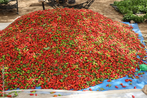 Tas de piments rouges récoltés au Sénégal. Production de fruits colorés amassée sur une toile posée sur le sol. Photo prise en mai 2024 dans la région de Kaolack.