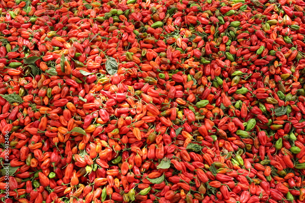 Tas de piments rouges récoltés au Sénégal. Production de fruits colorés amassée sur une toile posée sur le sol. Photo prise en mai 2024 dans la région de Kaolack. Tas de piments rouges récoltés au Sénégal. Production de fruits colorés amassée sur une toile posée sur le sol. Photo prise en mai 2024 dans la région de Kaolack.