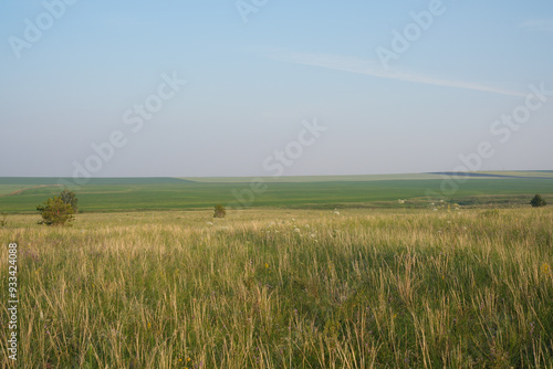 A Vast and Beautiful Green Landscape Exhibiting a Clear and Bright Blue Sky Above It