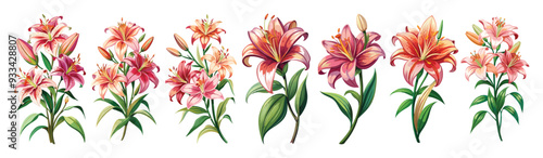 Lily illustration, Lily flower vector art, Lily flower illustration, Lily vector,  illustration of Lily isolated on white