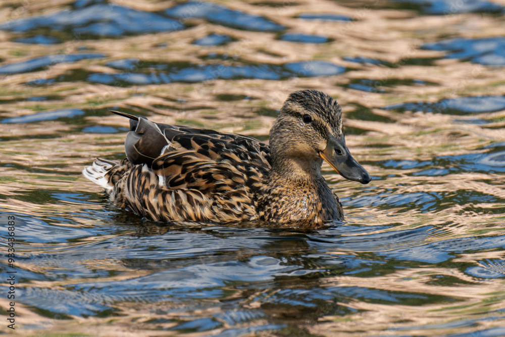 Fototapeta premium Mallard duck female (Anas platyrhynchos) swimming in the water
