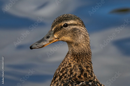 Mallard duck female (Anas platyrhynchos) close-up with water in the background