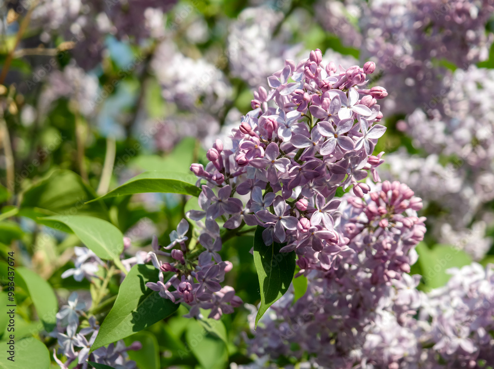 Obraz premium Branches of blooming lilac in sunlight close up