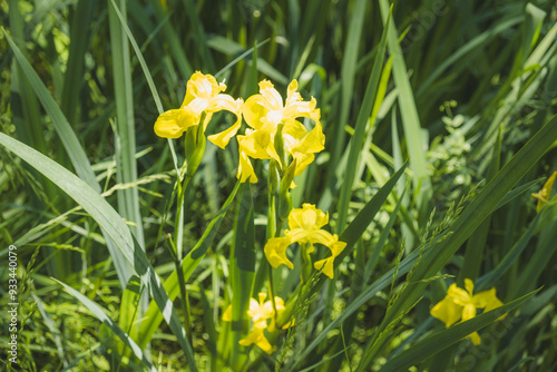 Vibrant Wildflowers in Nature: A Celebration of Beauty