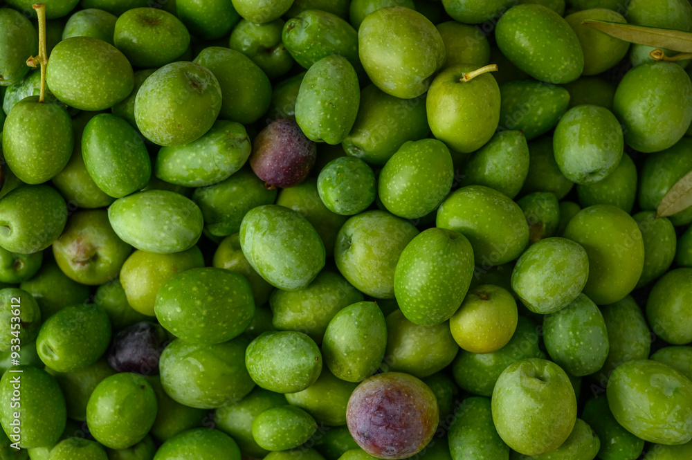 green olives freshly picked as background texture green olives freshly picked as background texture
