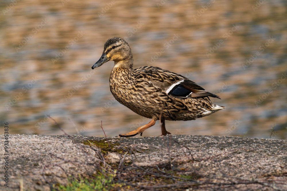 Mallard duck female (Anas platyrhynchos) walking in the sun Mallard duck female (Anas platyrhynchos) walking in the sun