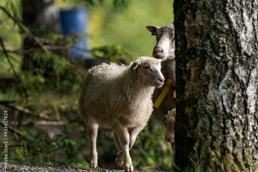 Young sheep in the sunlight Young sheep in the sunlight