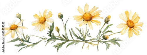 Golden chamomile meadow flower watercolor illustration hand painted and isolated on a white background