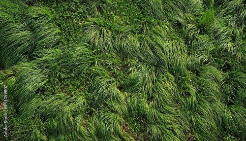 textura de grama com pequenas falhas e ervas daninhas, vista de topo photo