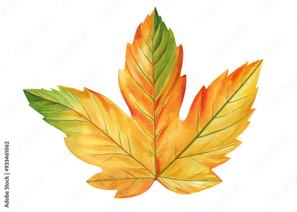 leaf isolated, autumn leaf on isolated white background, watercolor illustration, fall hand drawing leaf isolated, autumn leaf on isolated white background, watercolor illustration, fall hand drawing