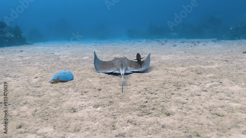 Wallpaper Mural Stingray and black fish swimming over the sandy seabed surrounded by corals.  Torontodigital.ca