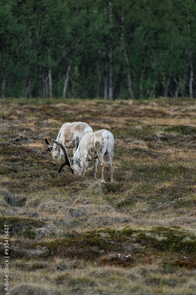 Reindeer or caribou (Rangifer tarandus) eating grass Reindeer or caribou (Rangifer tarandus) eating grass