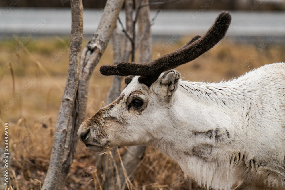 Fototapeta premium Reindeer or caribou (Rangifer tarandus) close-up