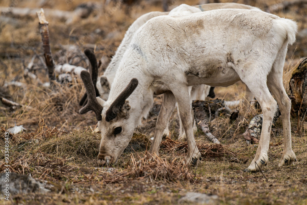 Naklejka premium Reindeer or caribou (Rangifer tarandus) eating grass