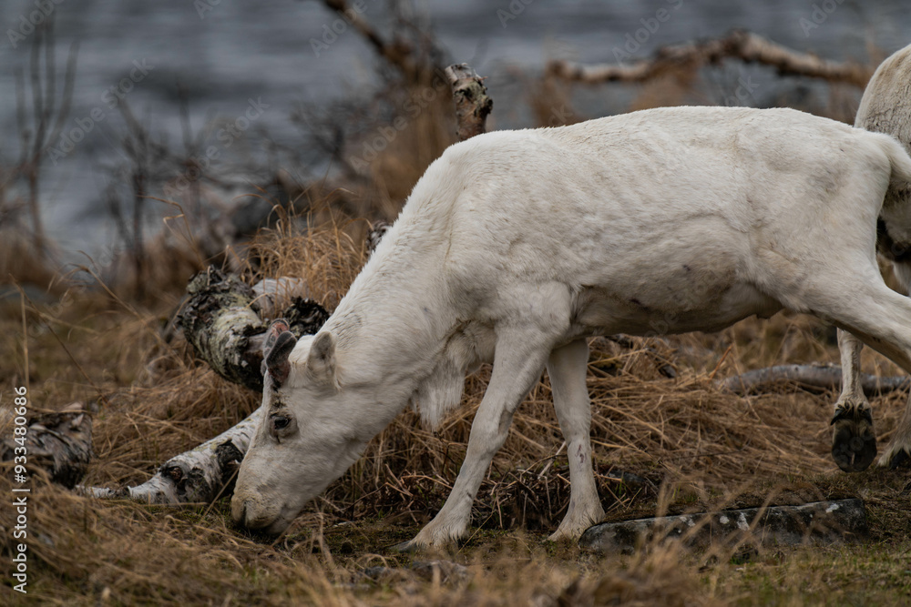 Naklejka premium Reindeer or caribou (Rangifer tarandus) eating grass