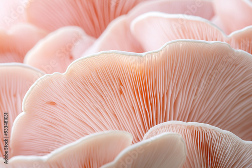 Close-up of pink apricot mushrooms photo