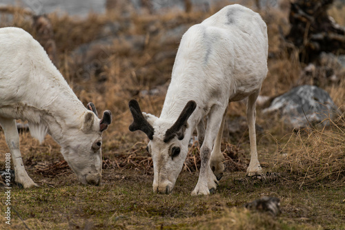 Reindeer or caribou (Rangifer tarandus) eating grass photo