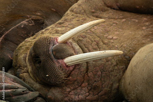 Morse, Odobenus rosmarus, Spitzberg, Svalbard, Norvège photo