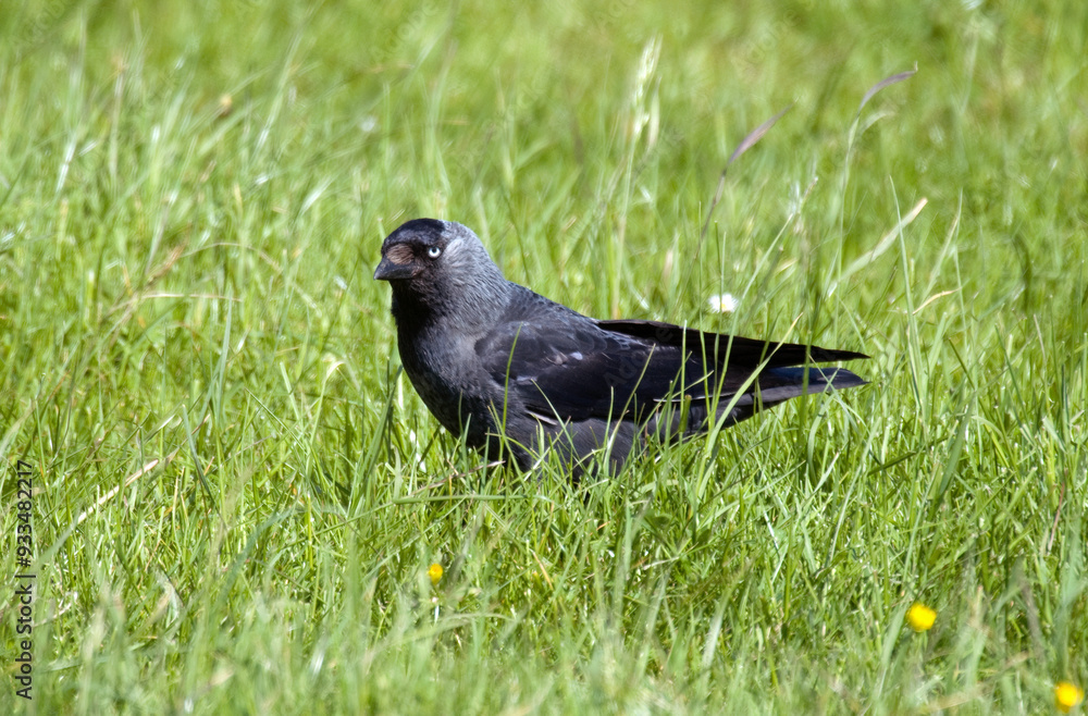 Fototapeta premium Choucas des tours,.Coloeus monedula , Western Jackdaw
