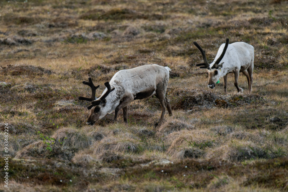 Fototapeta premium Reindeer or caribou (Rangifer tarandus) eating grass
