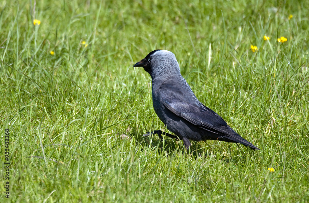 Choucas des tours,.Coloeus monedula , Western Jackdaw Choucas des tours,.Coloeus monedula , Western Jackdaw